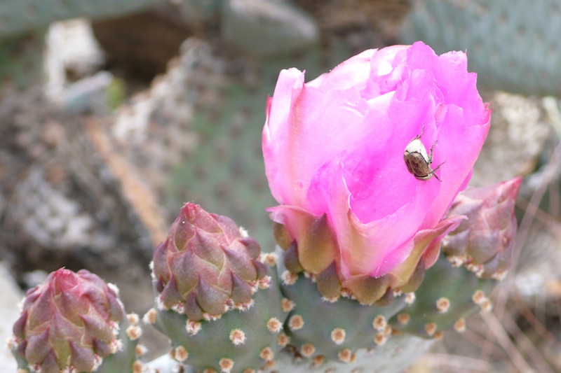 Pink Flowering Cactus&conn=none