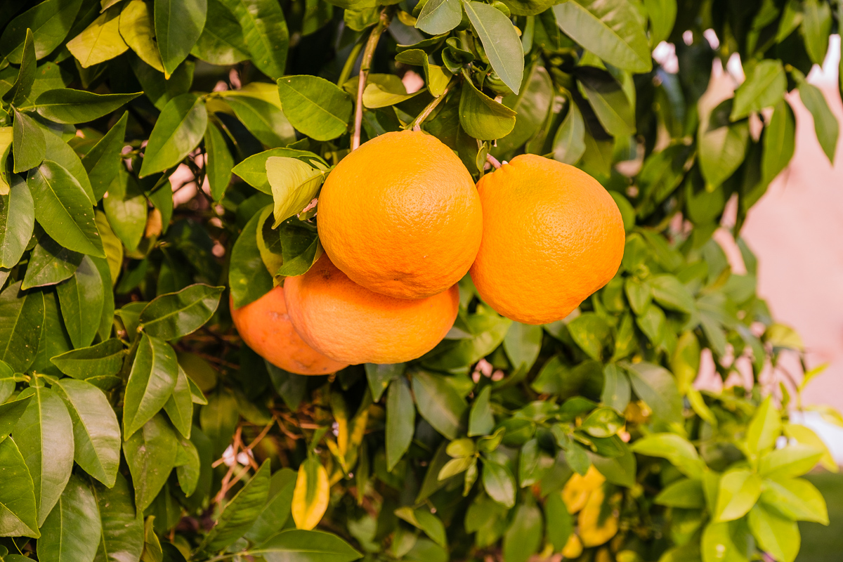 Abundant Citrus in Winter&conn=none